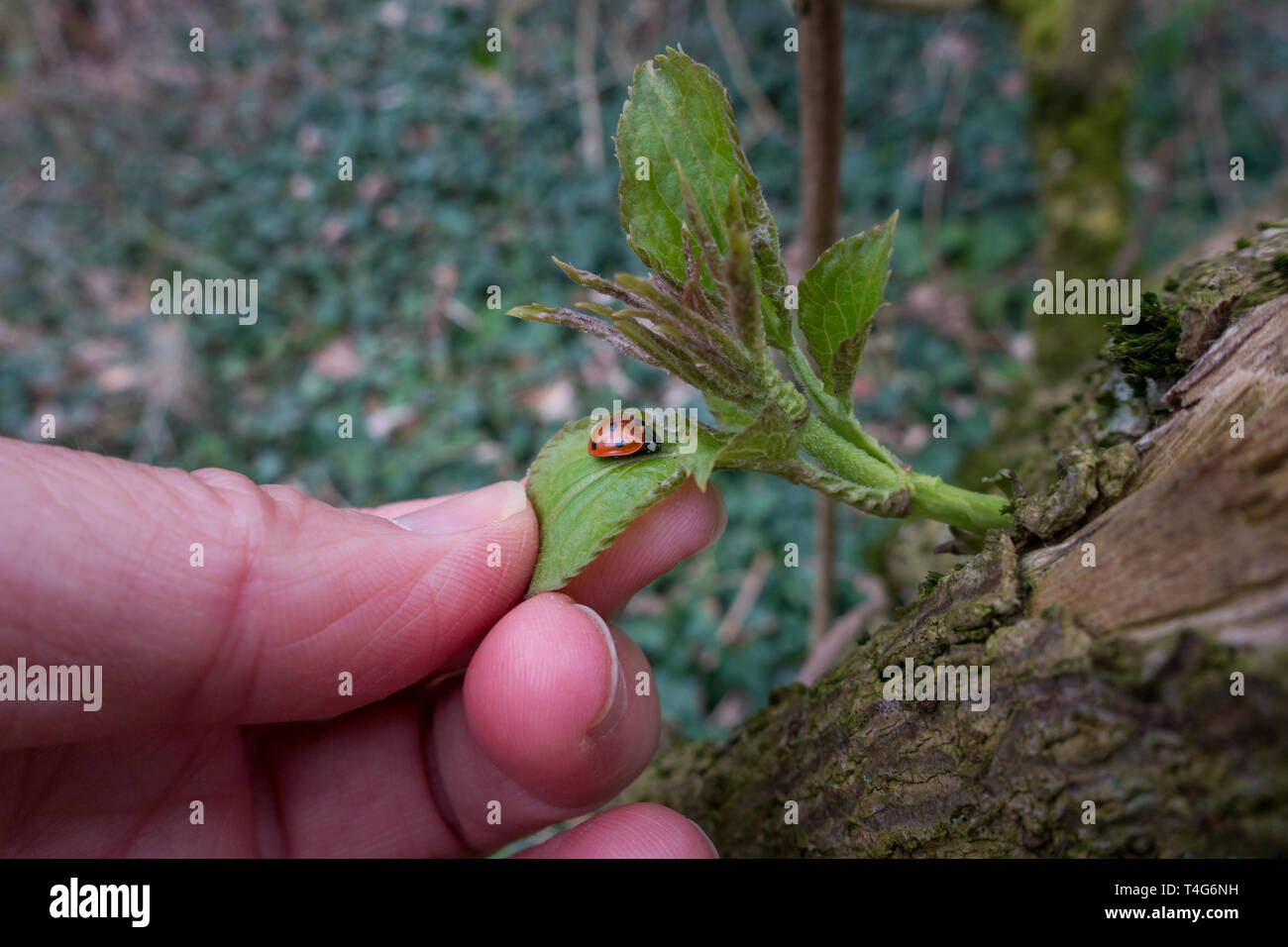 UK wildlife bug hunt: Handing holding a leaf to show a seven-spot ladybird - Coccinella septempunctata - coming out of hibernation, UK Stock Photo