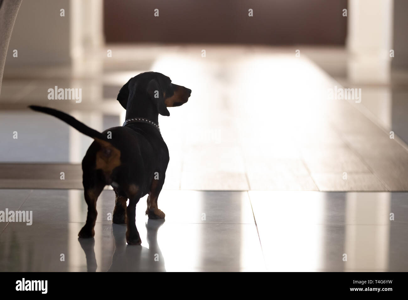 Close up pedigree dog, dachshund standing in hall of modern house Stock Photo