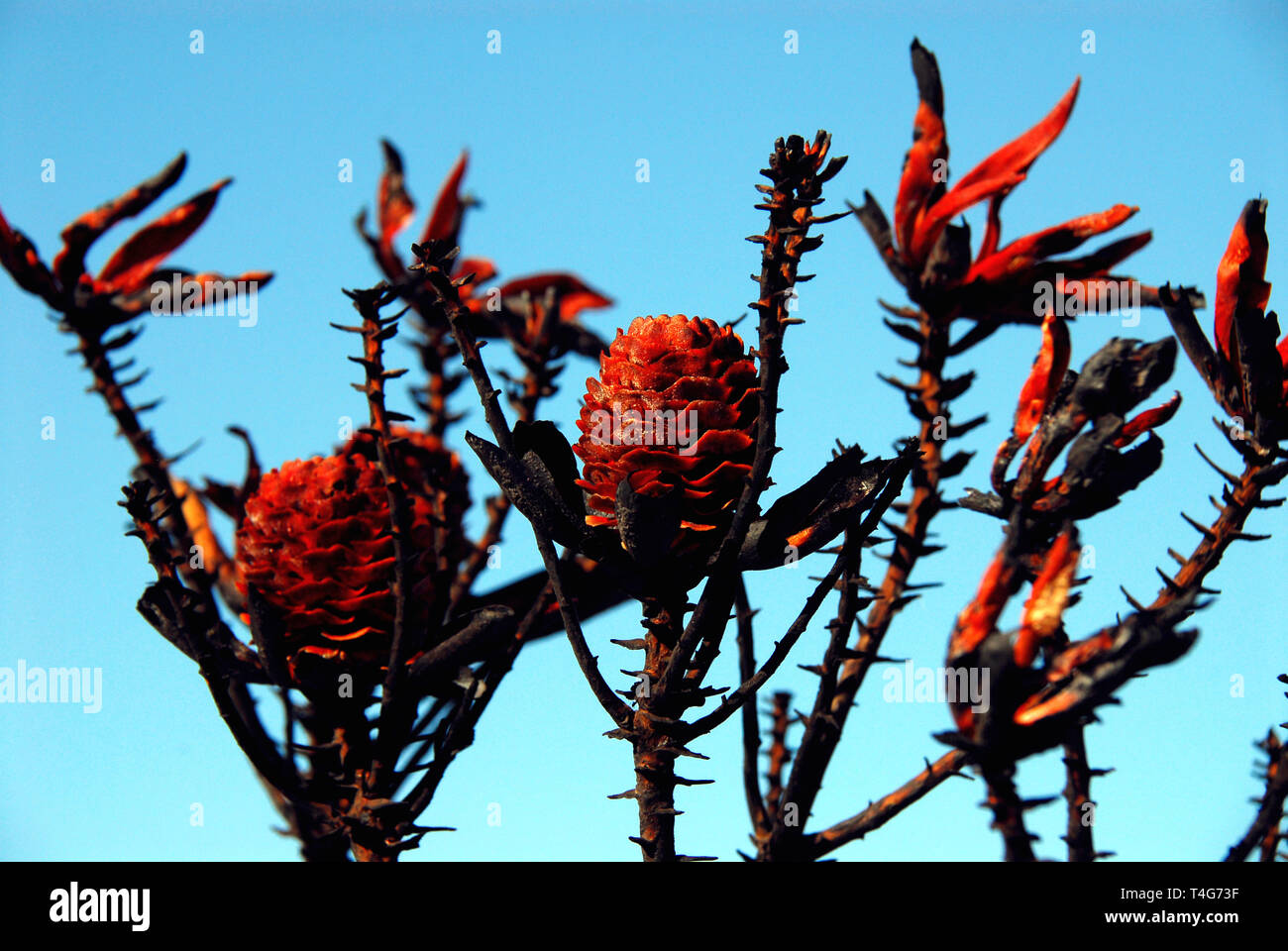 The fires on the cape peninsula of South Africa left burned Proteas on the beach. Fires actually open the seeds for propagation. Stock Photo