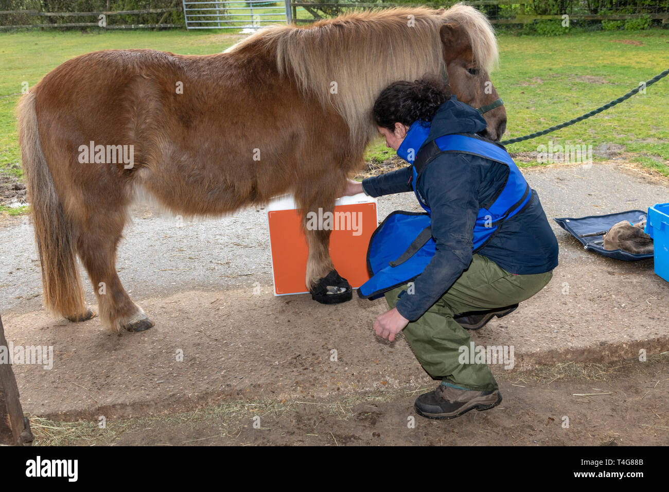 Vet aligning x ray machine to take lateral view of horses hoof Stock