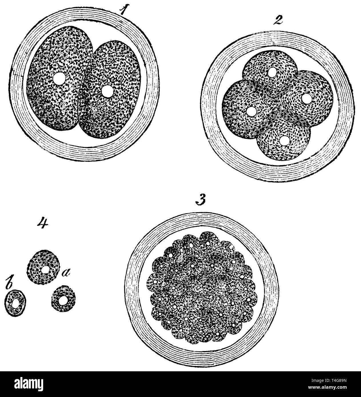Division of the mammalian cell. 1) yolk mass in 2 cells, 2) yolk mass in 4 cells disintegrate with nuclei, 3) large mass by furrowed cells, 4) a, b single cells with nuclei, anonym  1887 Stock Photo