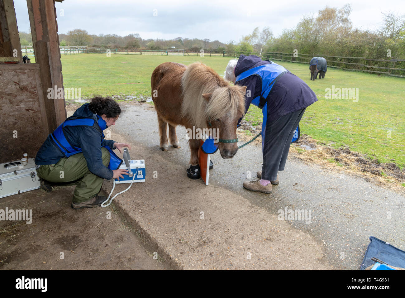 Vet aligning x ray machine to take lateral view of horses hoof Stock