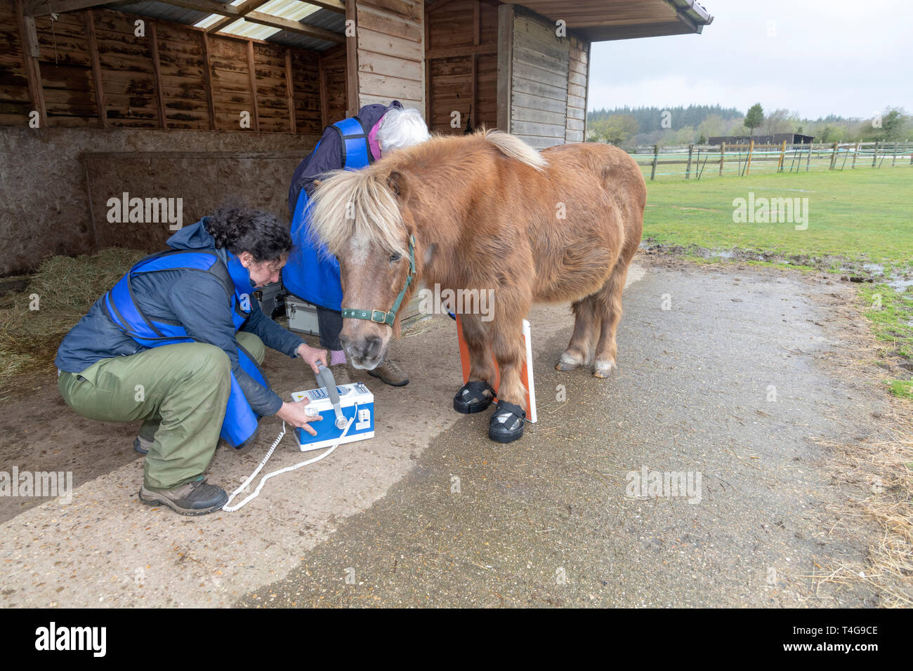 Vet aligning x ray machine to take lateral view of horses hoof Stock