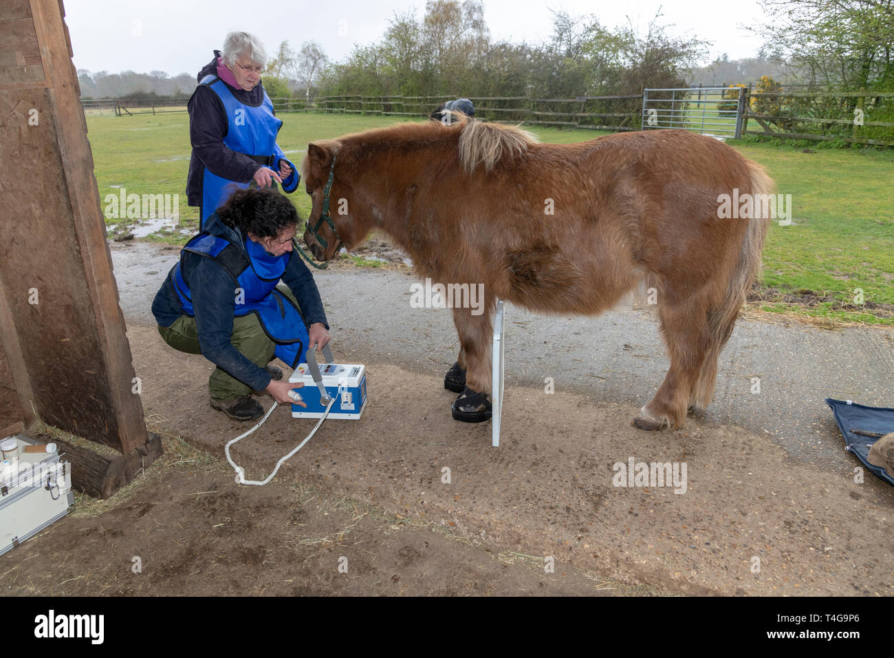 Vet aligning x ray machine to take anterior view of horses hoof Stock Photo