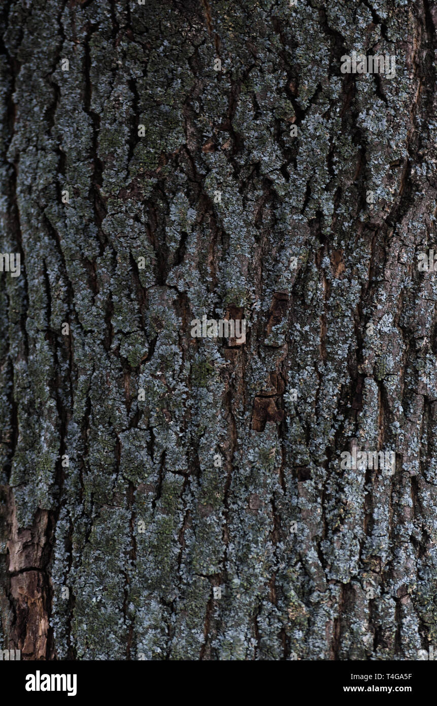 Embossed Texture Of The Bark Of A Tree Old Wood Tree Texture Pattern Wallpaper Ecology And Nature Concept Background Stock Photo Alamy