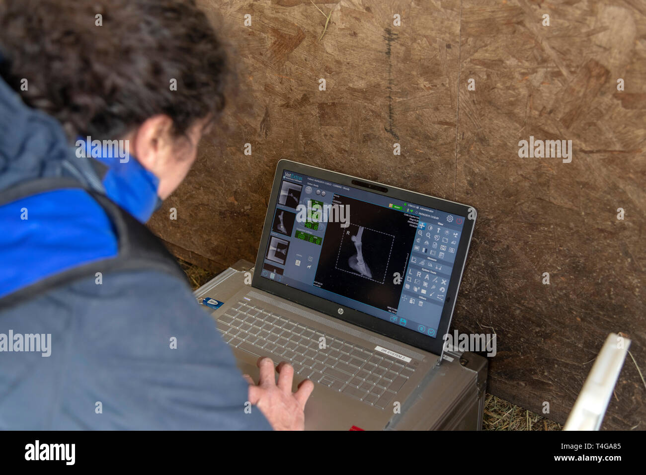 Vet examining digital x rays of a horses hoof on a laptop Stock Photo