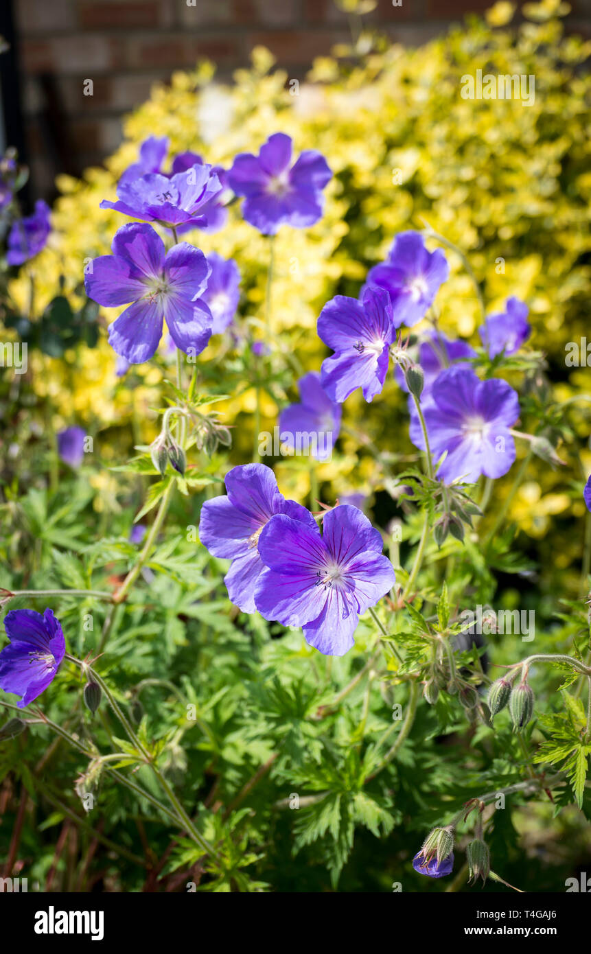 Hardy geranium Eureka Blue flowering in an English garden in June UK Stock Photo