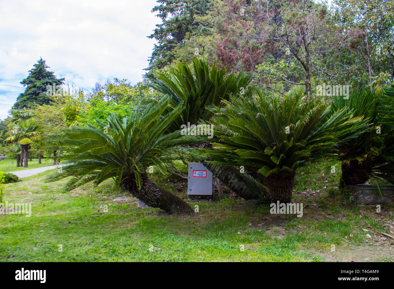 Cycas revoluta Sotetsu, sago palm, king sago, sago cycad, Japanese sago palm , is a species of gymnosperm in the family Cycadaceae. Stock Photo
