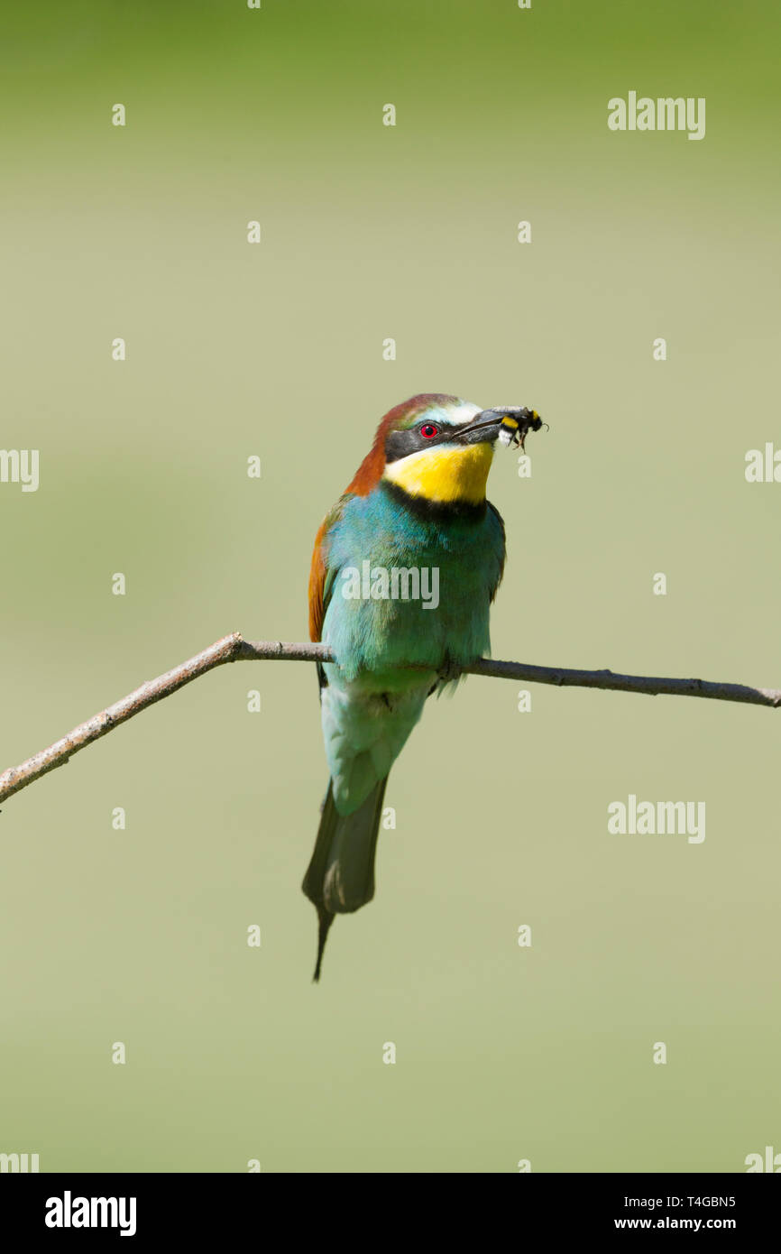 Male European bee-eater, Latin name Merops apiaster, perched on a branch with an bee in its beak Stock Photo