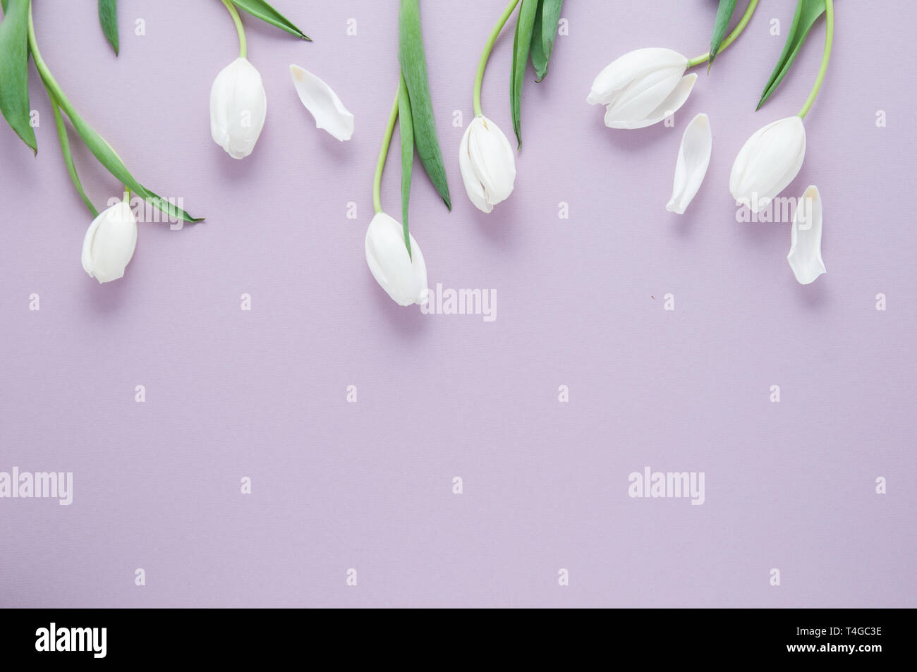 pretty white spring tulips on a lavender background with copy space Stock Photo