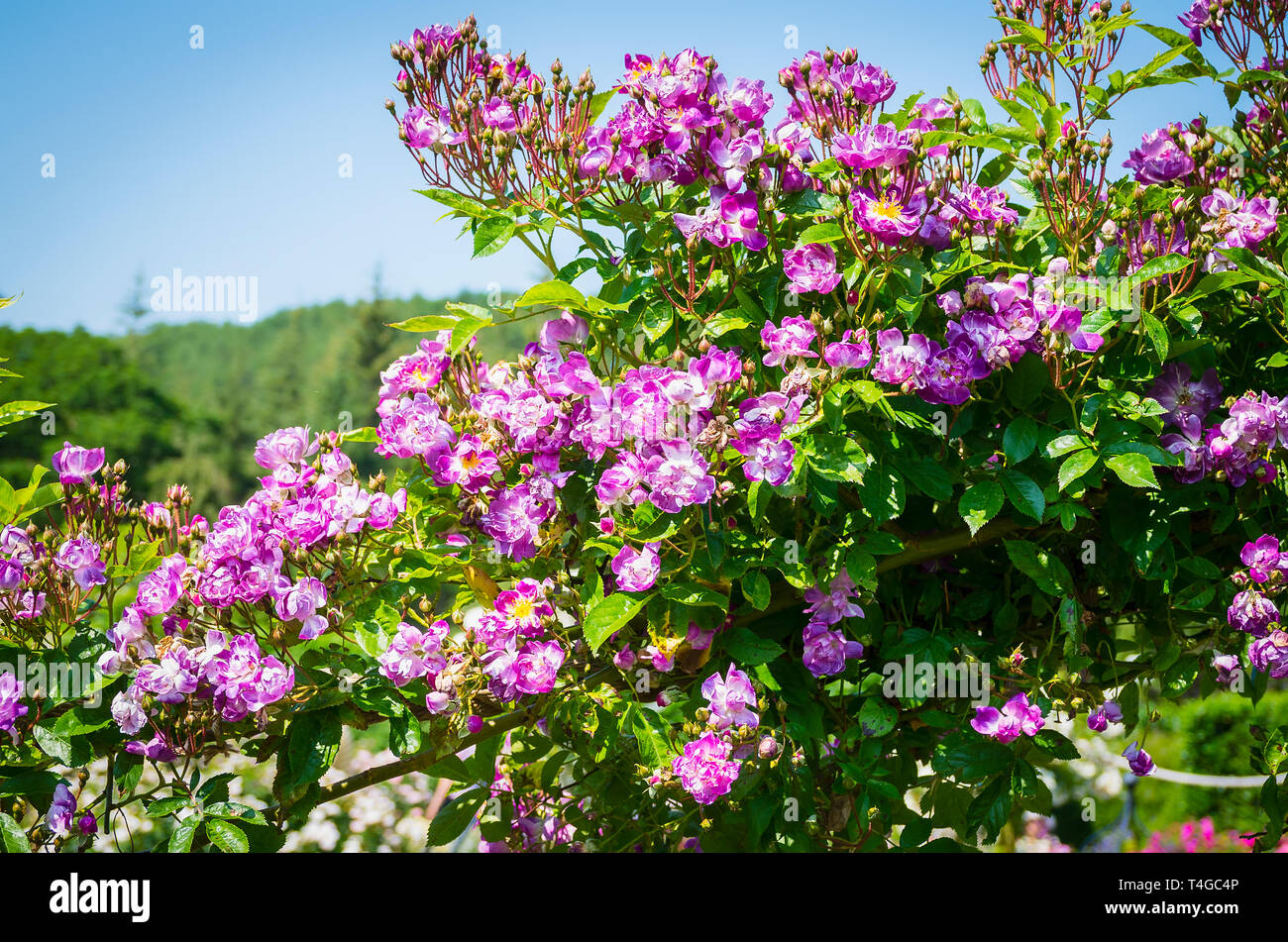 Rambling rose Rosa Kew Rambler flowering in June in UK Stock Photo - Alamy