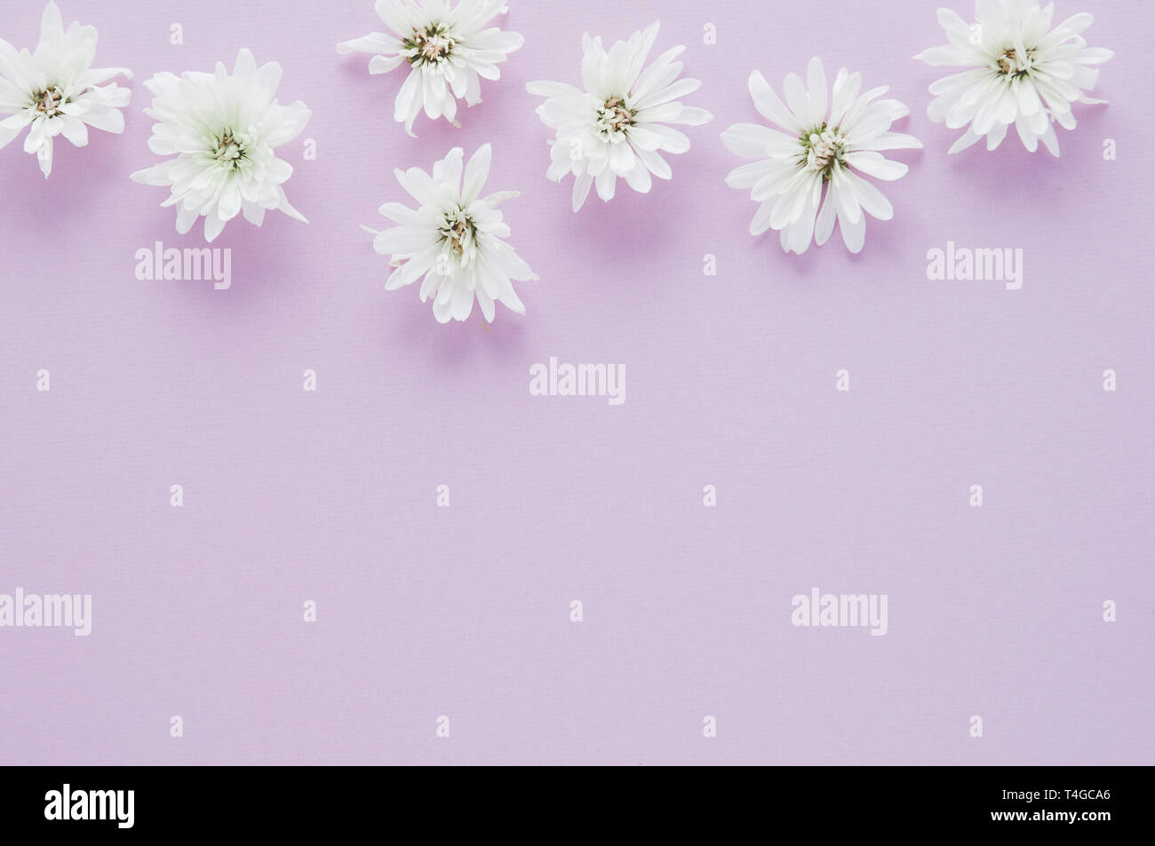 chrysanthemum flowers on a lavender background with copy space Stock Photo