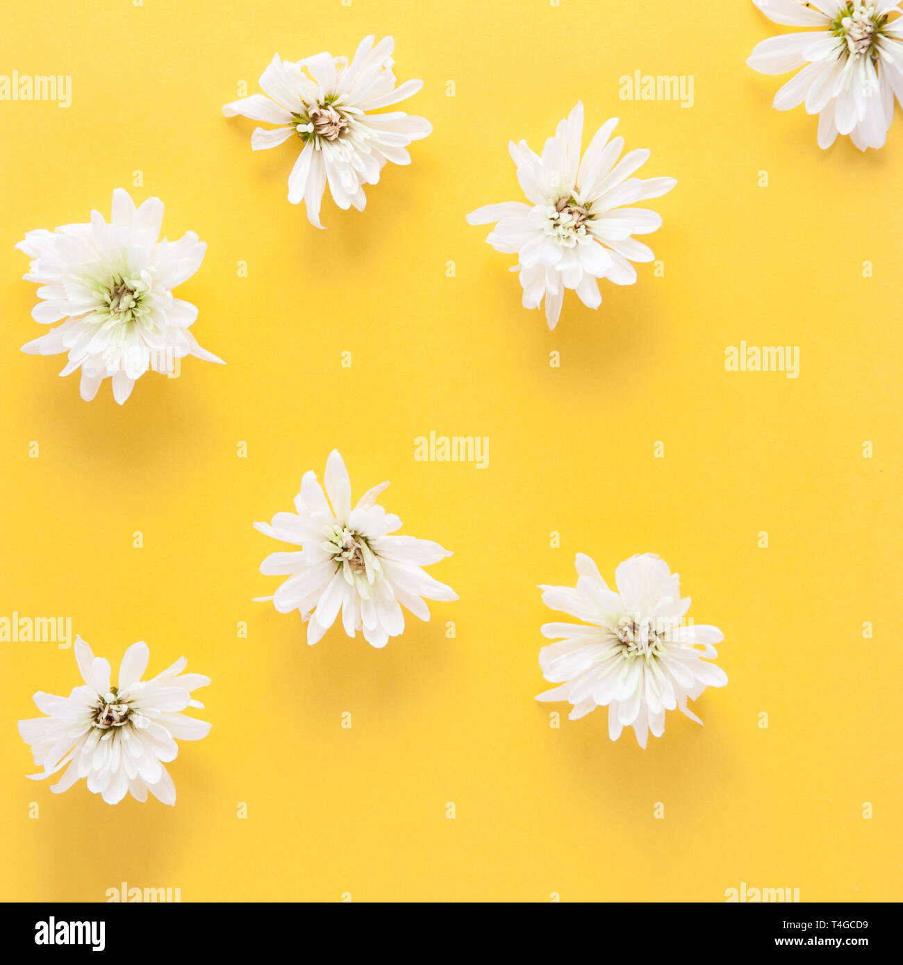square crop flowers on yellow background Stock Photo