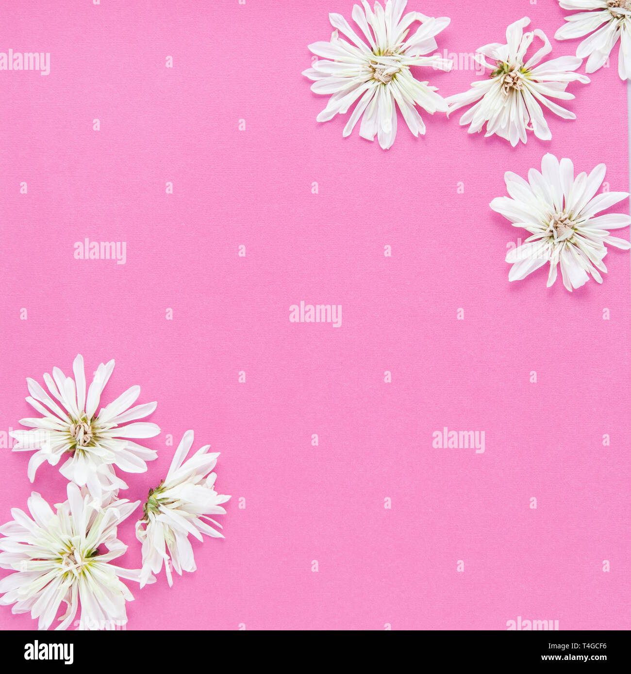 white  chrysanthemum flowers on a bright pink back ground with copy space Stock Photo