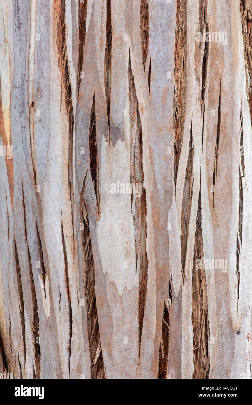 Eucalyptus glaucescens. Tingiringi gum tree bark Stock Photo