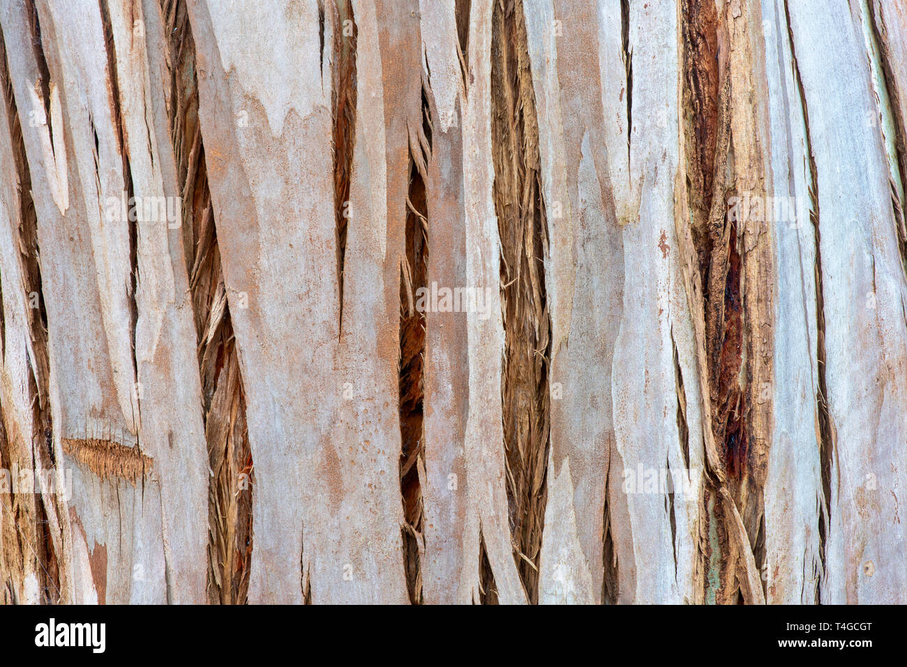 Eucalyptus glaucescens. Tingiringi gum tree bark Stock Photo