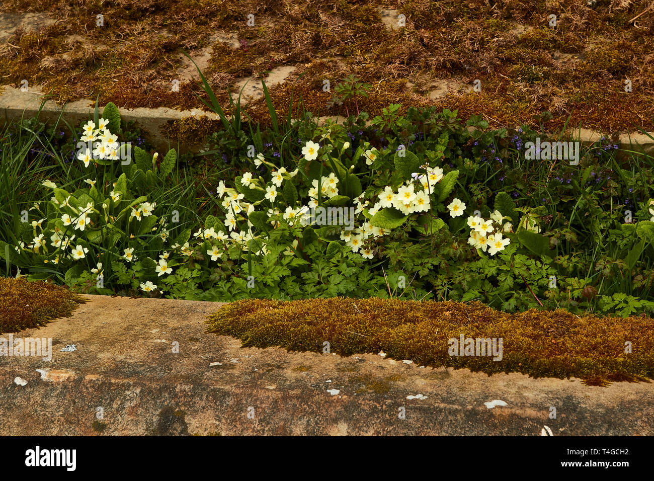 Flowering yellow spring primrose flowers Stock Photo