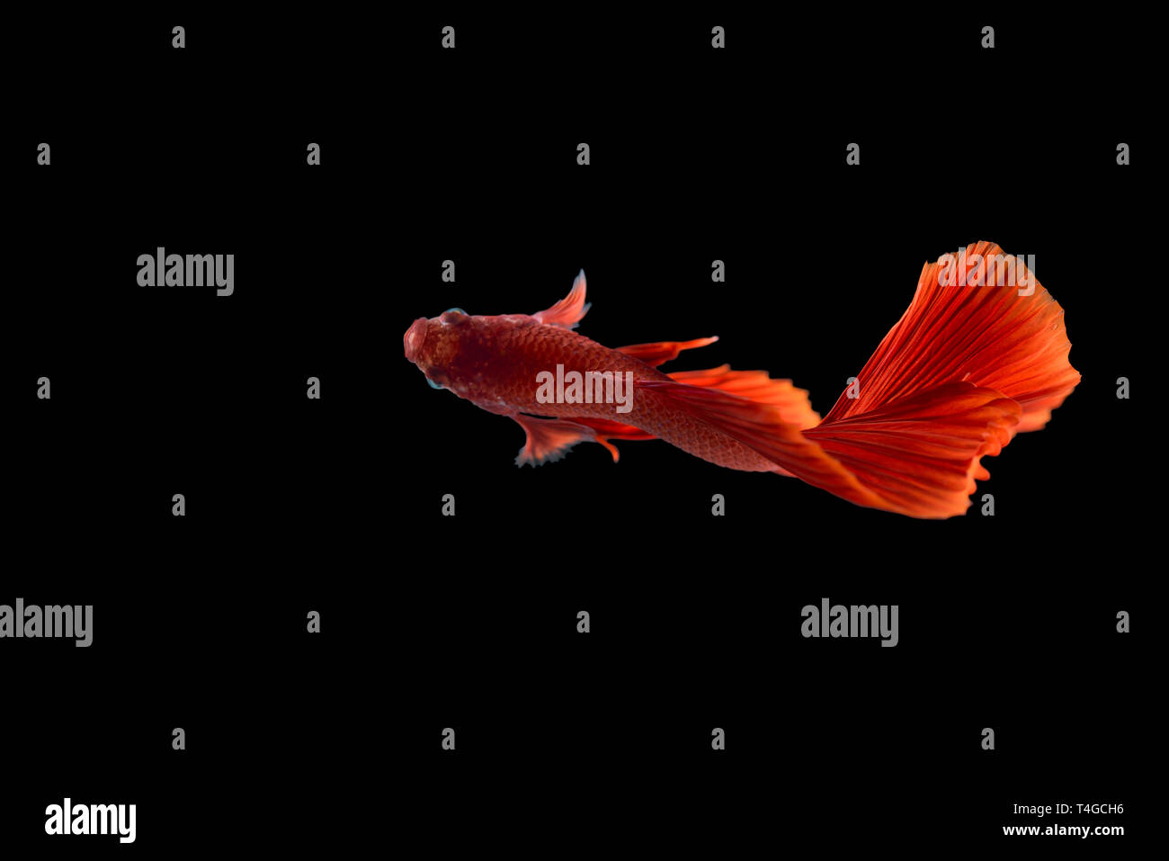Red color Siamese fighting fish(Rosetail), fighting fish, Betta splendens, on black background with clipping path Stock Photo