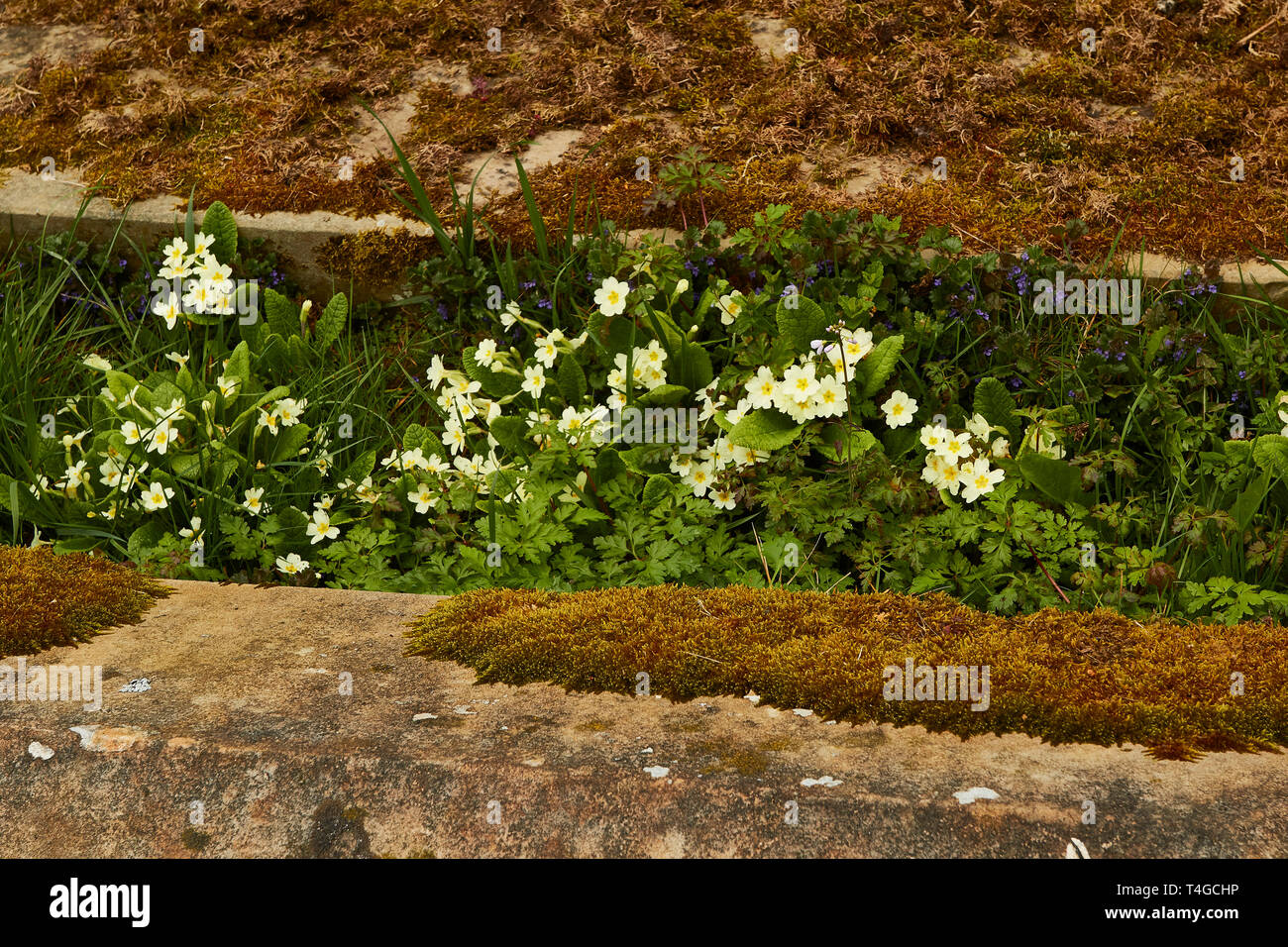 Flowering yellow spring primrose flowers Stock Photo Alamy