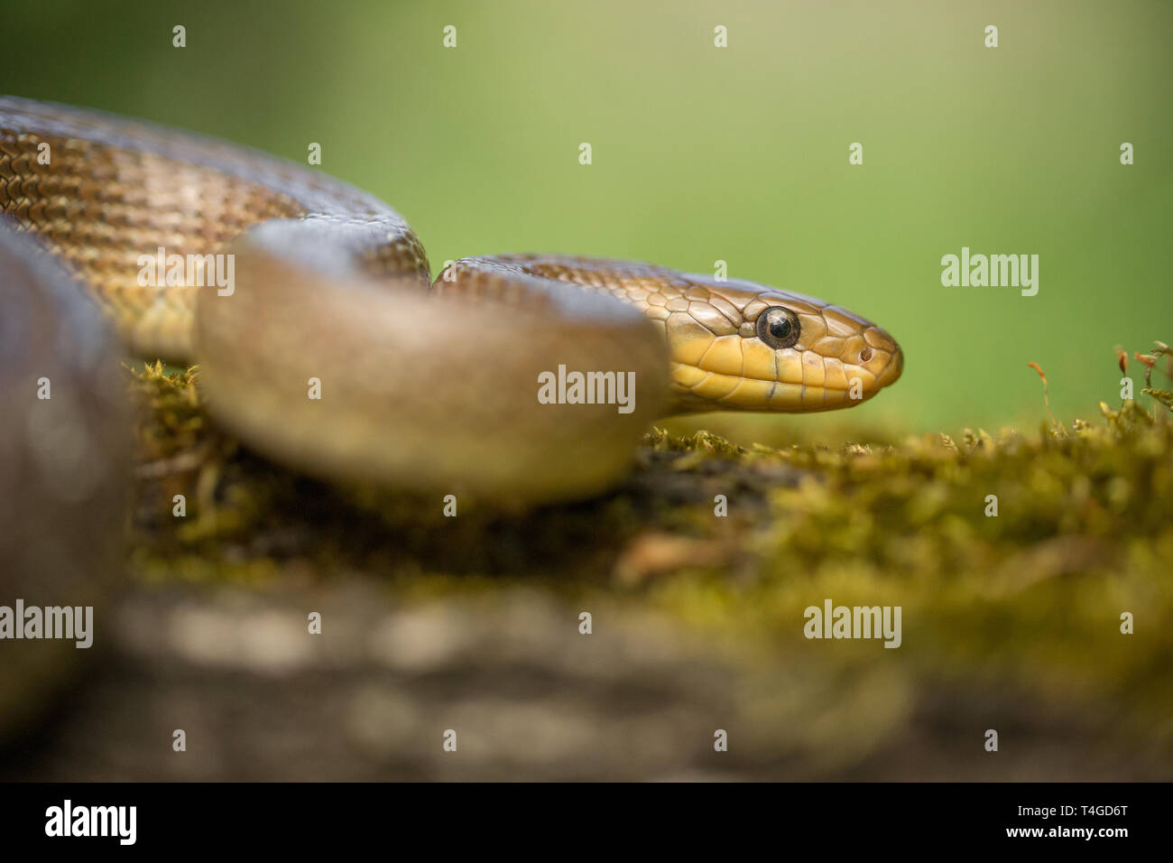Wildlife photo of Aesculapian snake Zamenis longissimus Stock Photo