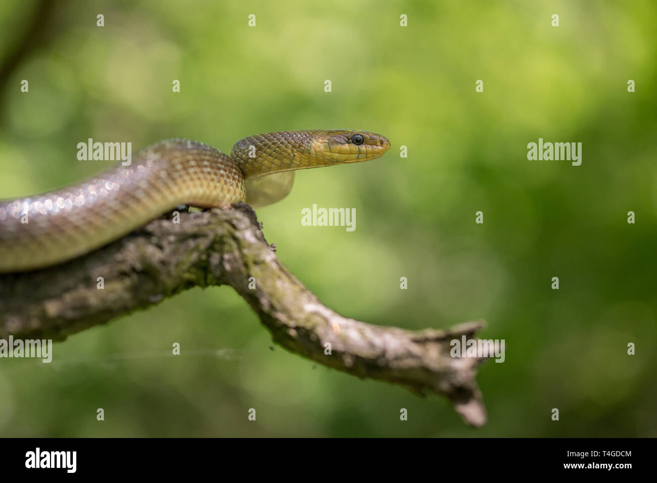 Aesculapian snake Zamenis longissimus in Czech Republic Stock Photo