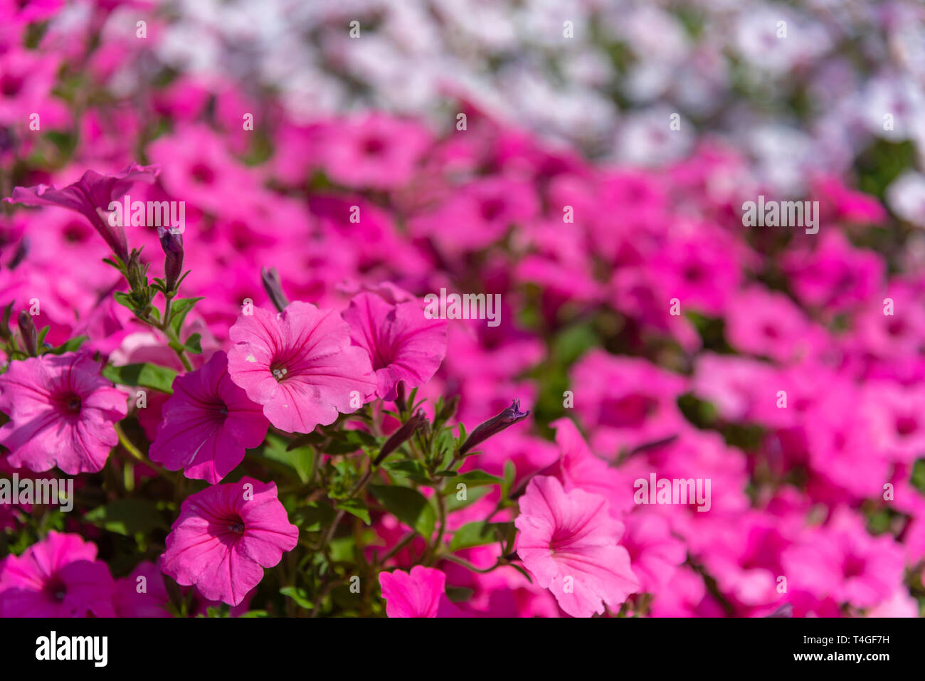 Closeup Petunia flowers (Petunia hybrida) in the garden. Flowerbed with multicoloured petunias in springtime sunny day at Ashikaga Flower Park, Japan Stock Photo