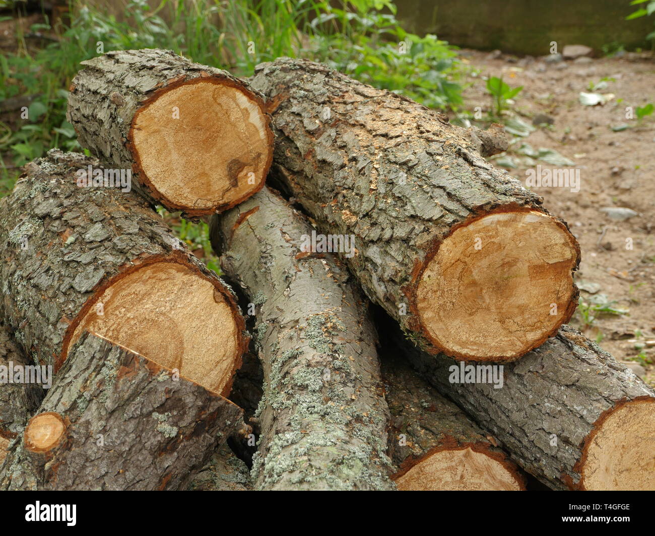 pile of sawed firewood black alder close to Stock Photo