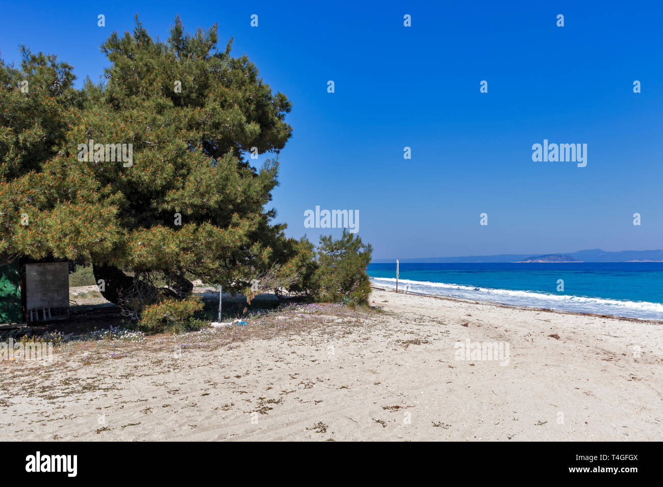 Xenia High Resolution Stock Photography and Images Alamy