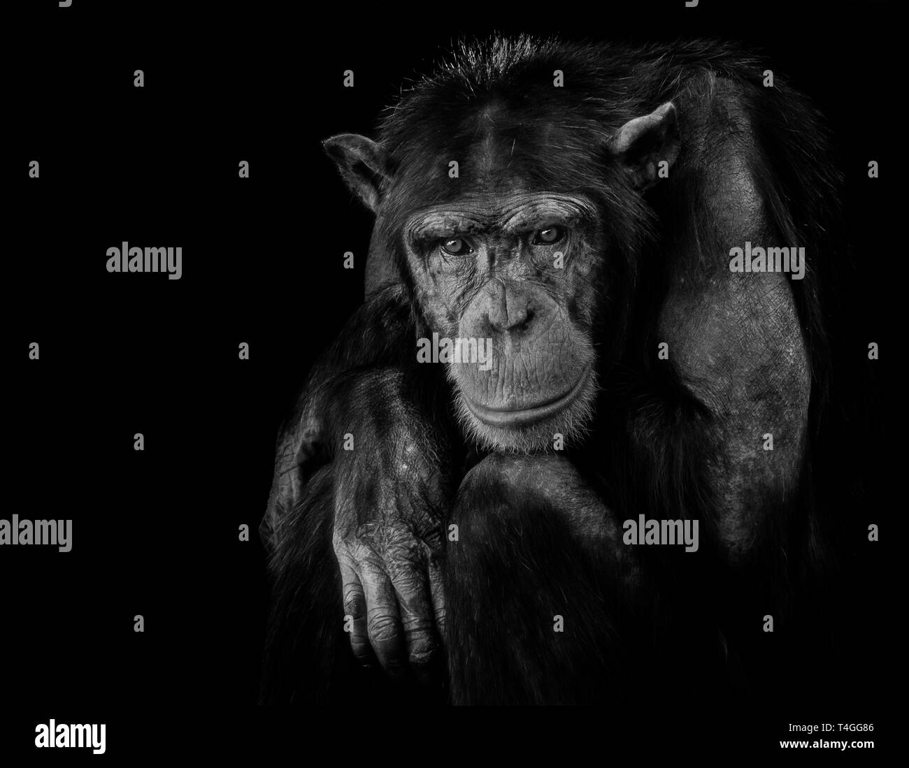 Low Key of common chimpanzee. Stock Photo