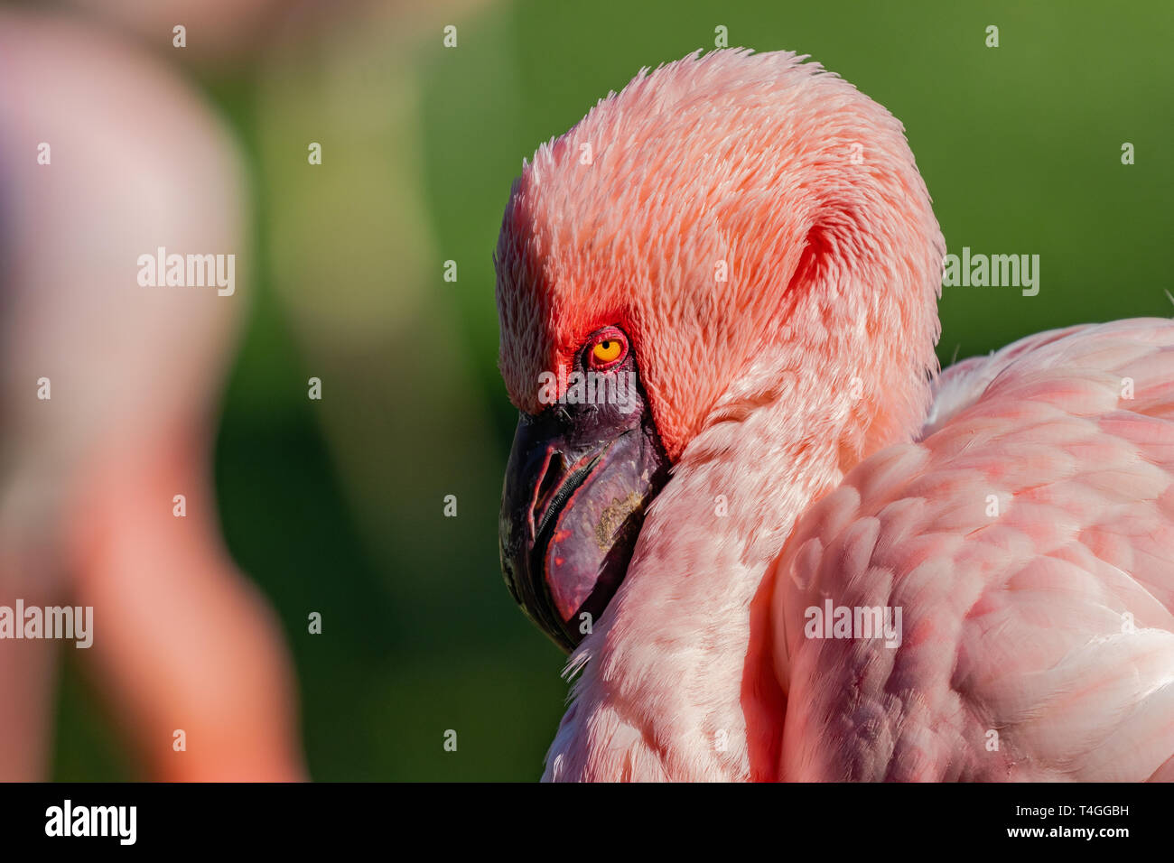 Chilean flamingo (Phoenicopterus chilensis) portrait with green background. Stock Photo