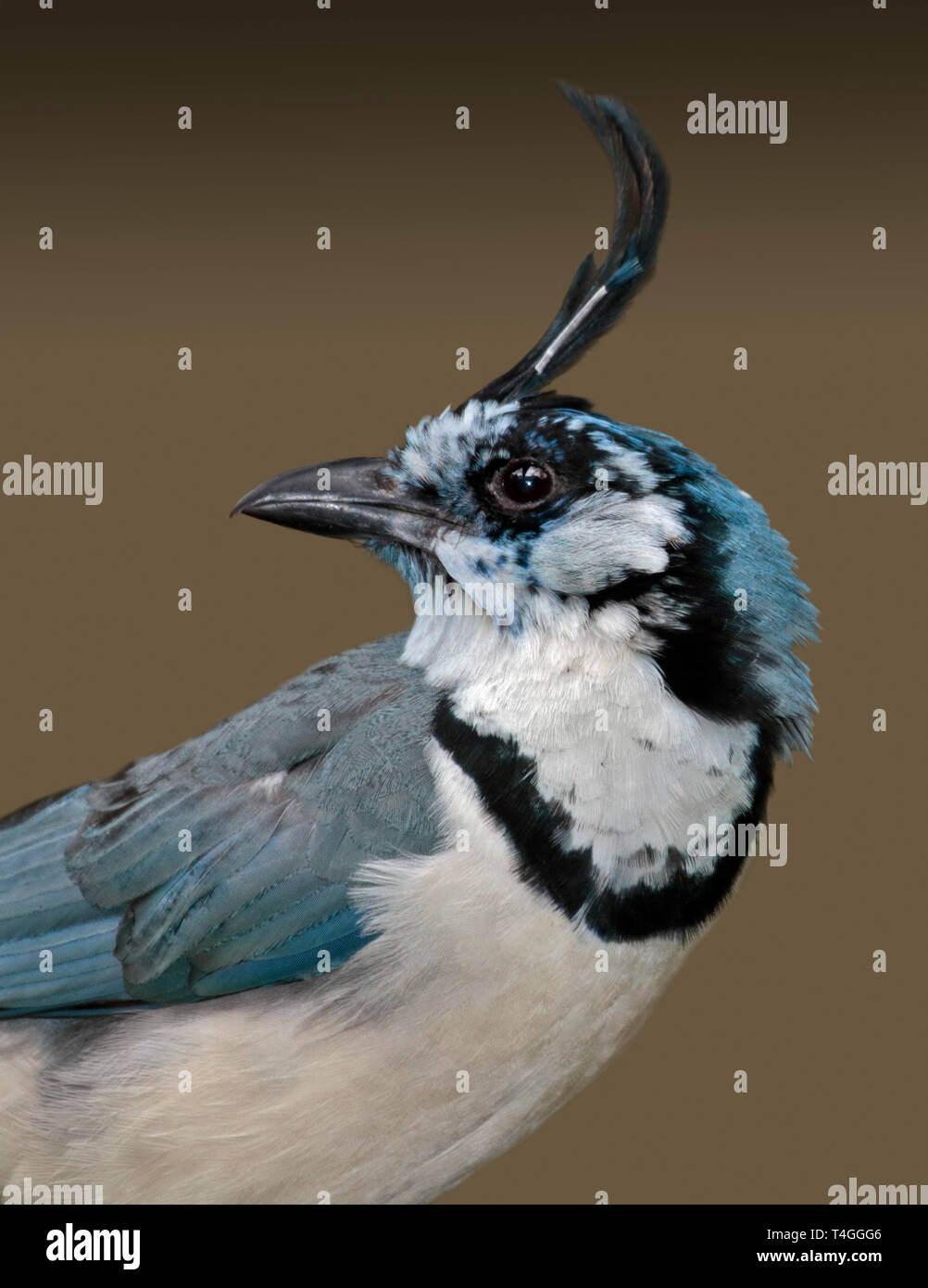 White Throated Magpie Jay (calcocitta formosa) Stock Photo