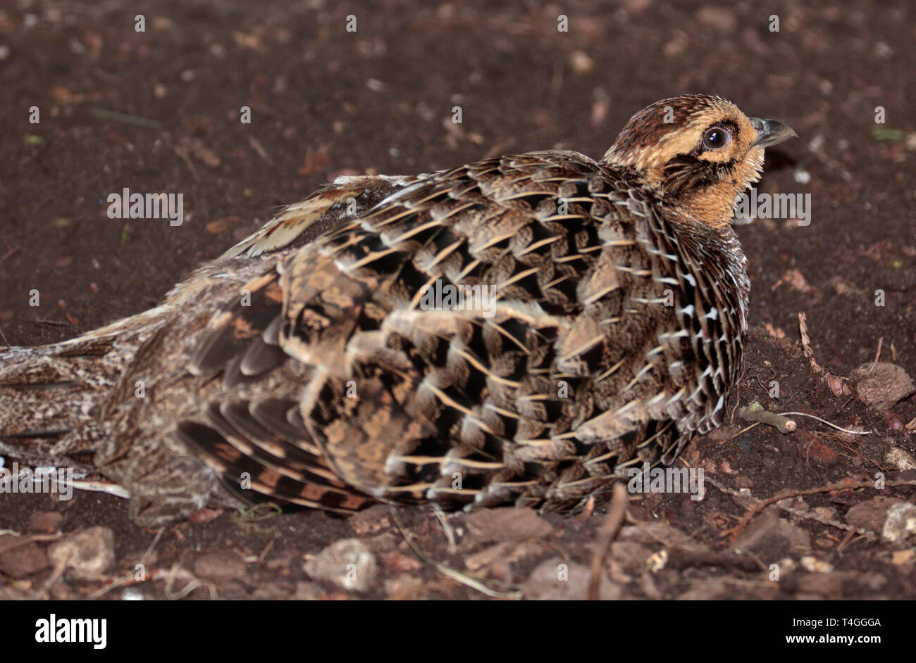 Reeve's Pheasant (syrmaticus reevesii) female Stock Photo