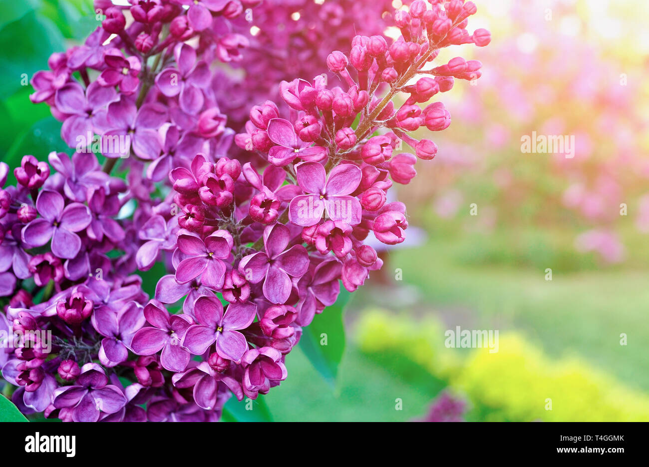 Lilac flowers, spring floral background. Selective focus at the central flowers Stock Photo