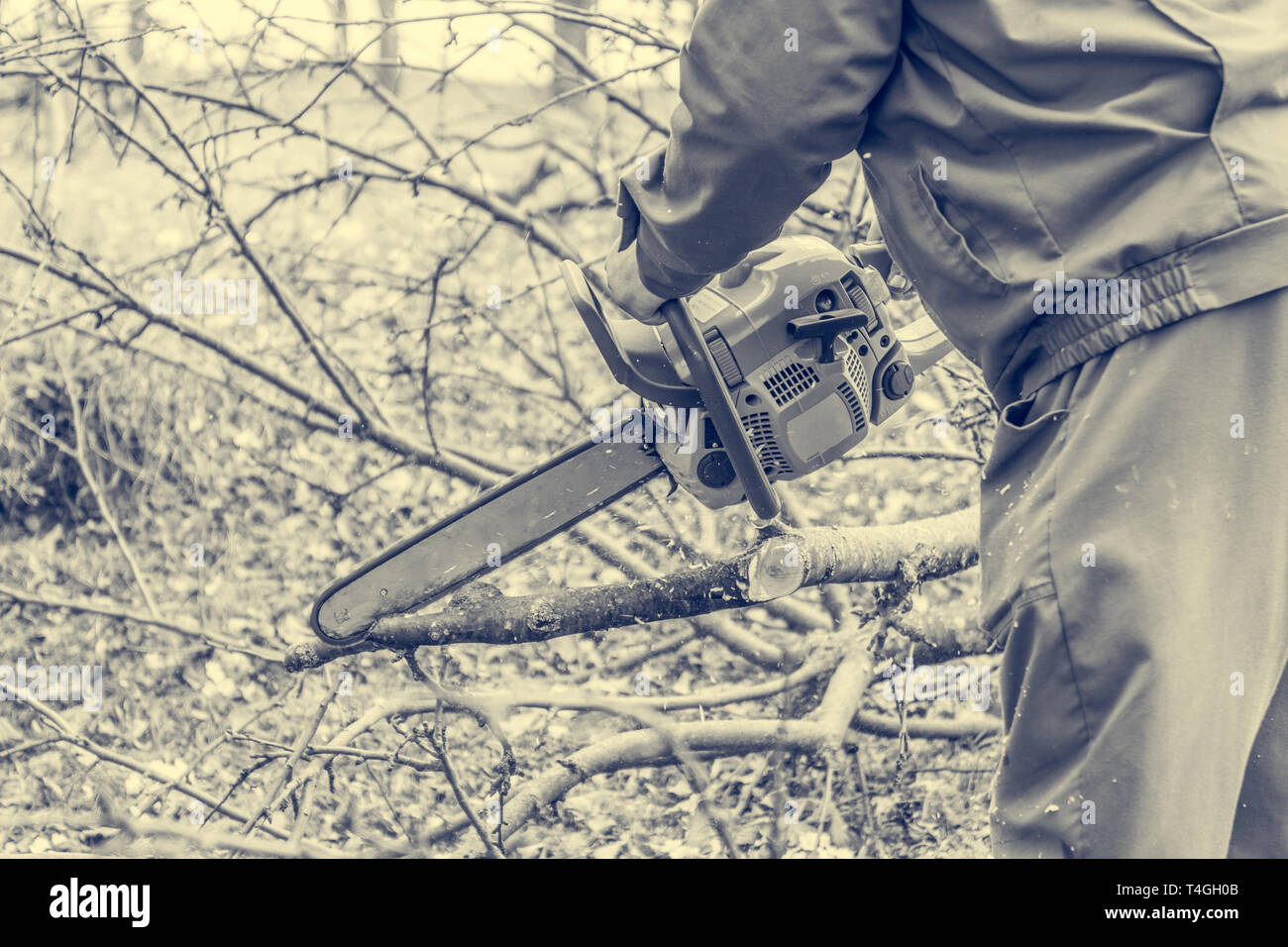 Worker using chain saw and cutting tree branches Stock Photo Alamy