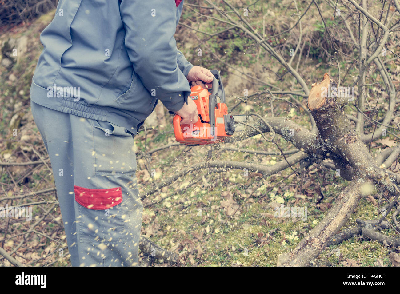 Worker using chain saw and cutting tree branches Stock Photo Alamy