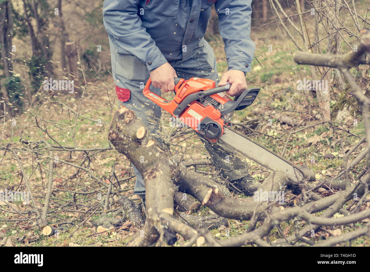 Worker using chain saw and cutting tree branches Stock Photo Alamy