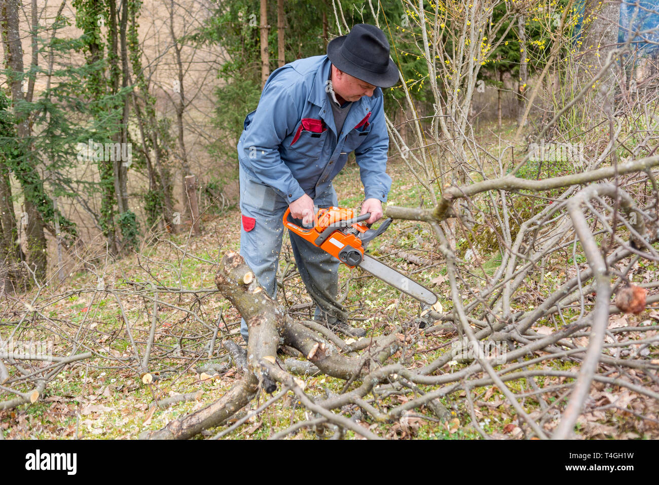 Worker using chain saw and cutting tree branches Stock Photo Alamy