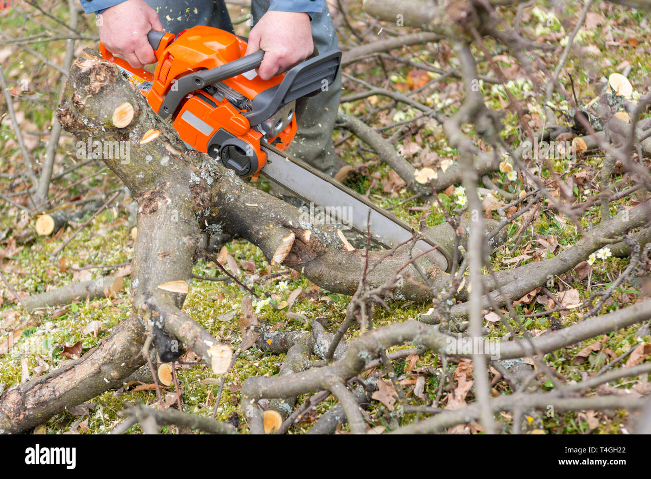Worker using chain saw and cutting tree branches Stock Photo - Alamy