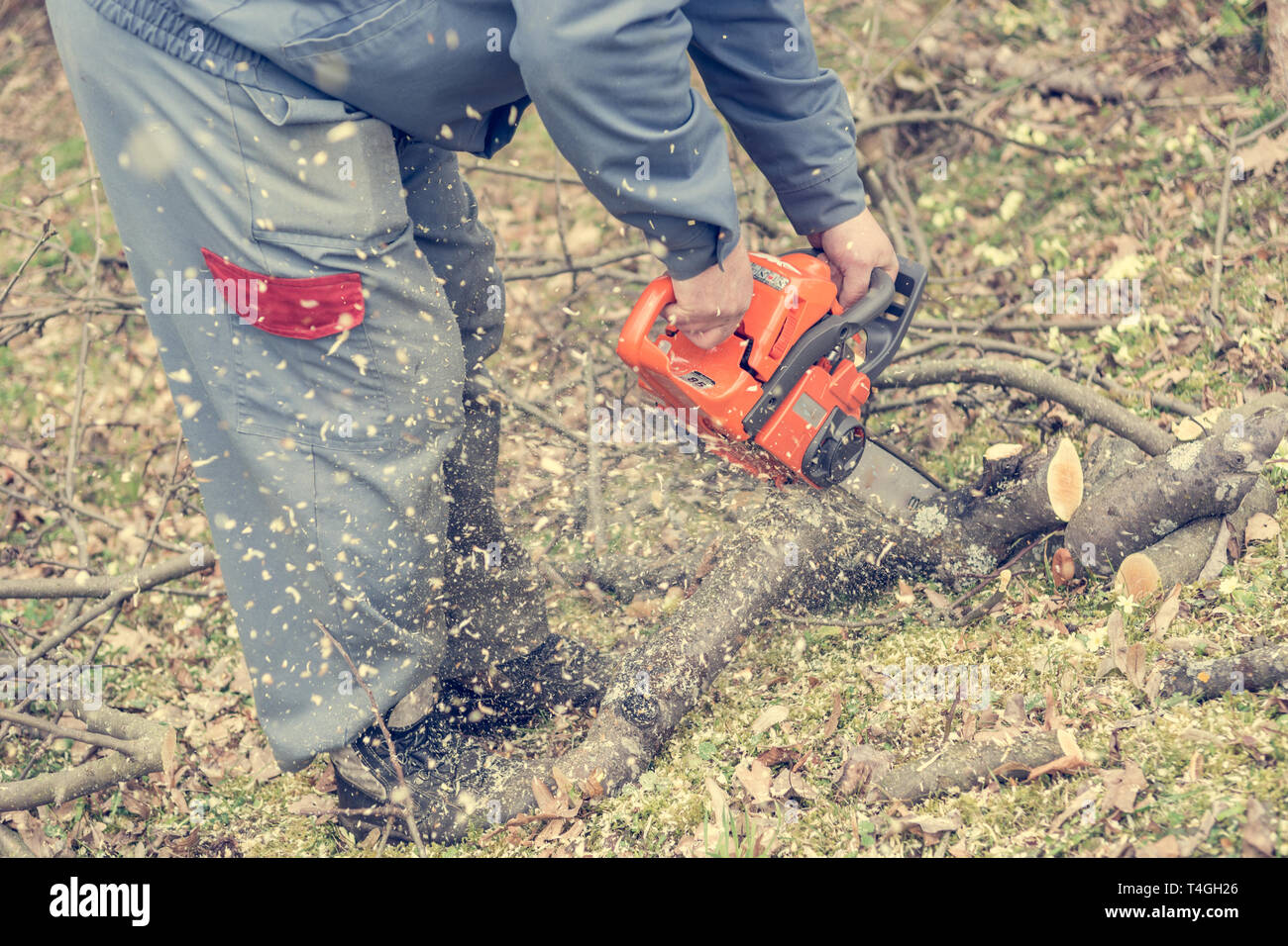 Worker using chain saw and cutting tree branches Stock Photo Alamy