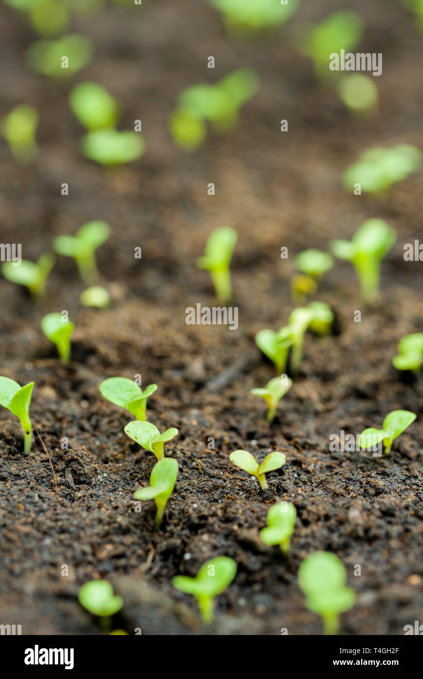 Lettuce seedlings germinating in compost Stock Photo Alamy