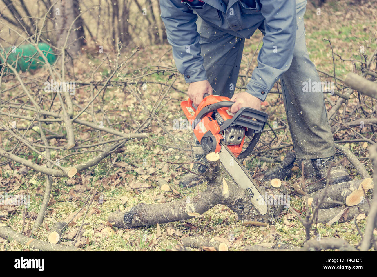 Worker using chain saw and cutting tree branches Stock Photo Alamy