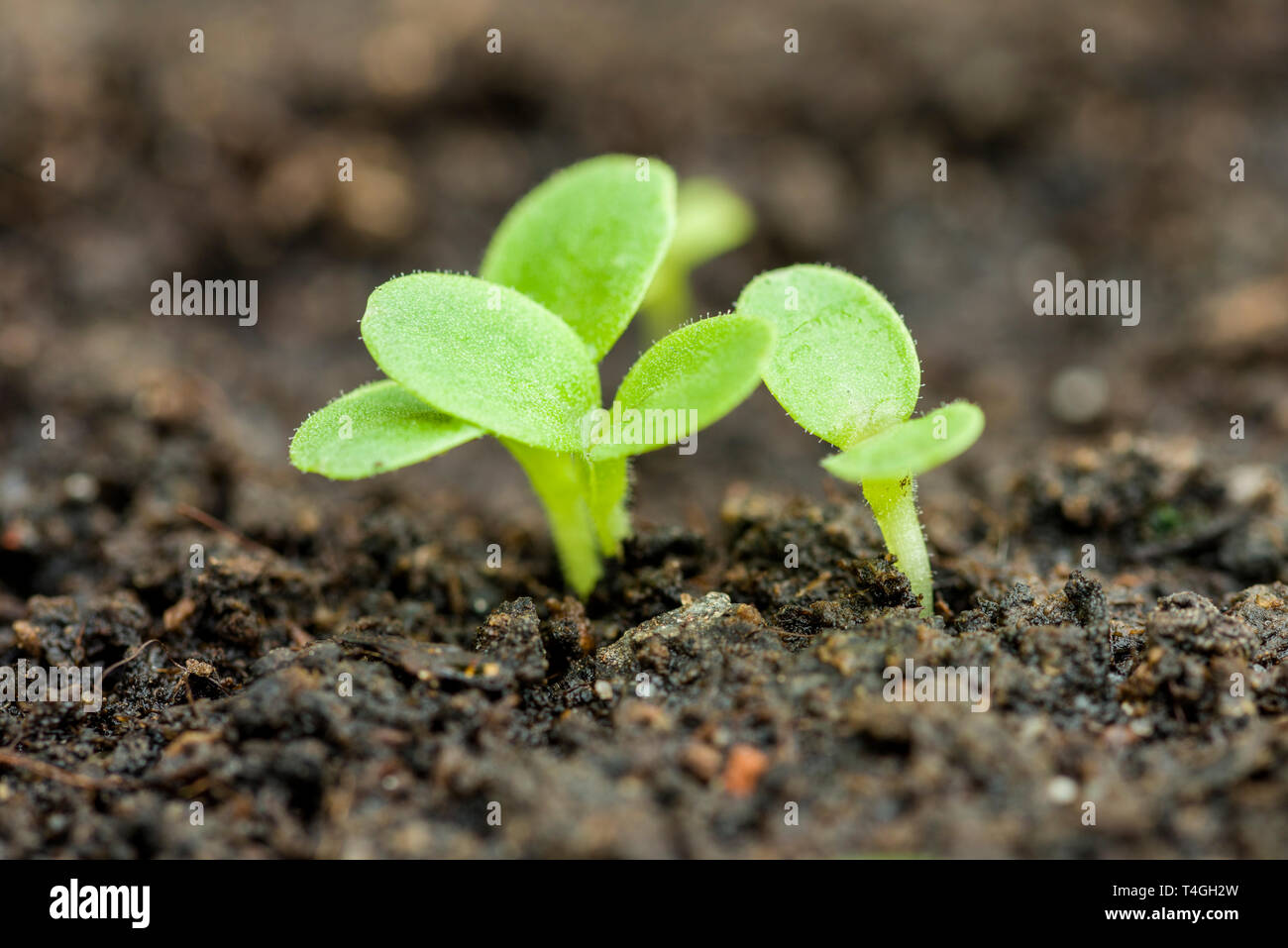 Compost production hires stock photography and images Alamy Compost production hires stock photography and images Alamy