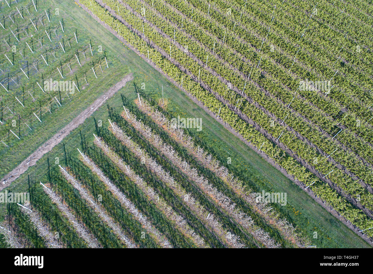 Apple orchard mountain hires stock photography and images Alamy