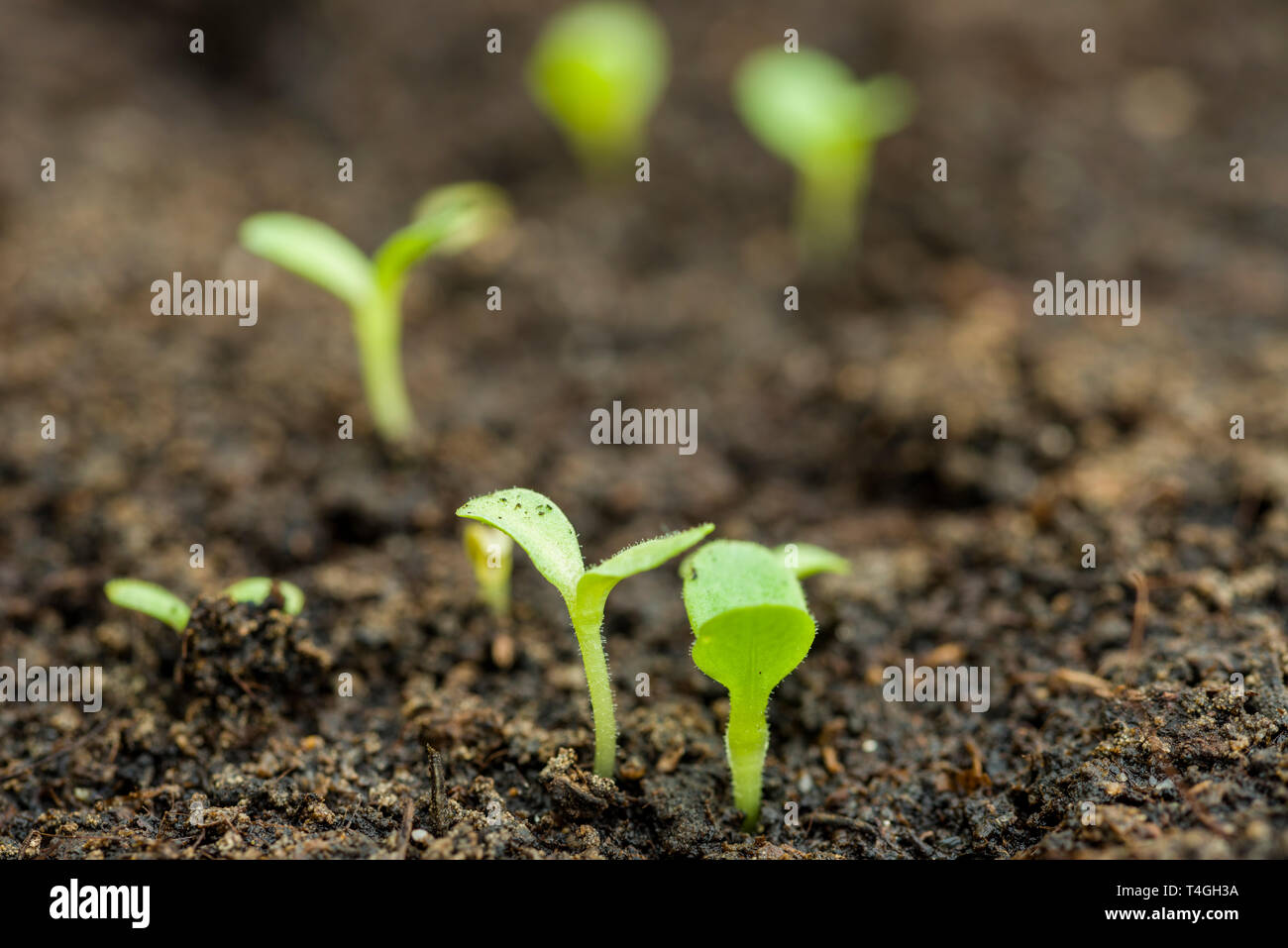 Lettuce seedlings germinating in compost Stock Photo Alamy