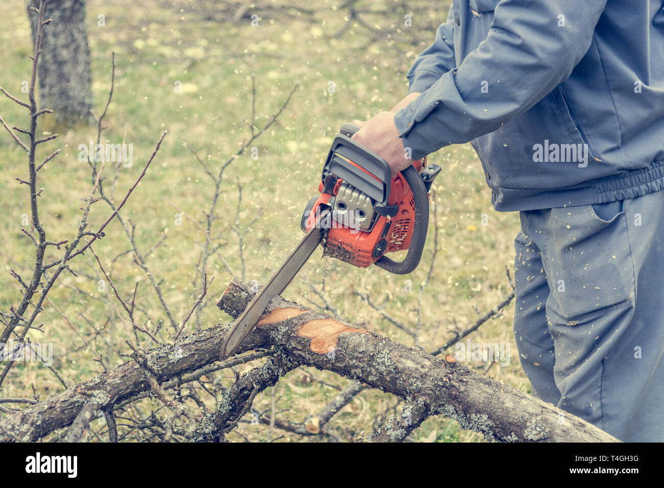 Worker using chain saw and cutting tree branches Stock Photo Alamy
