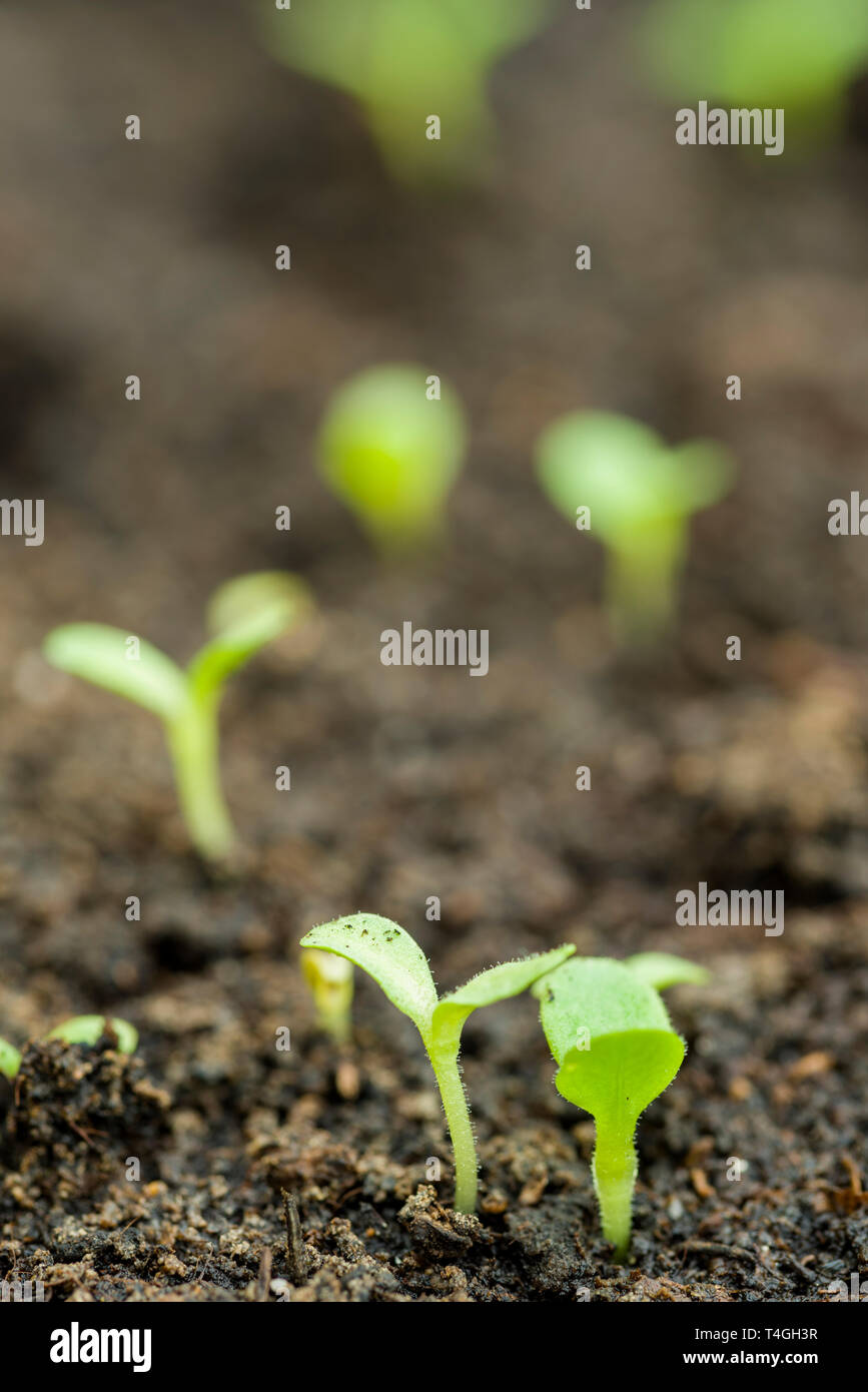 Lettuce seedlings germinating in compost Stock Photo Alamy