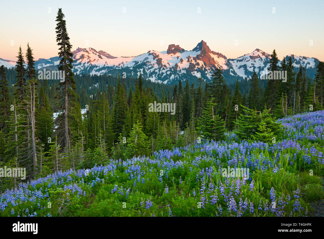 Paradise area at Mount Rainier National Park, Washington State, USA Stock Photo