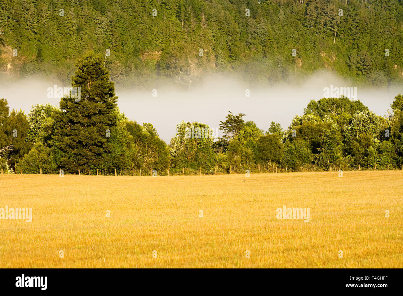 Early fog in the meadow, Villarrica, Araucania Region, Chile, South America Stock Photo