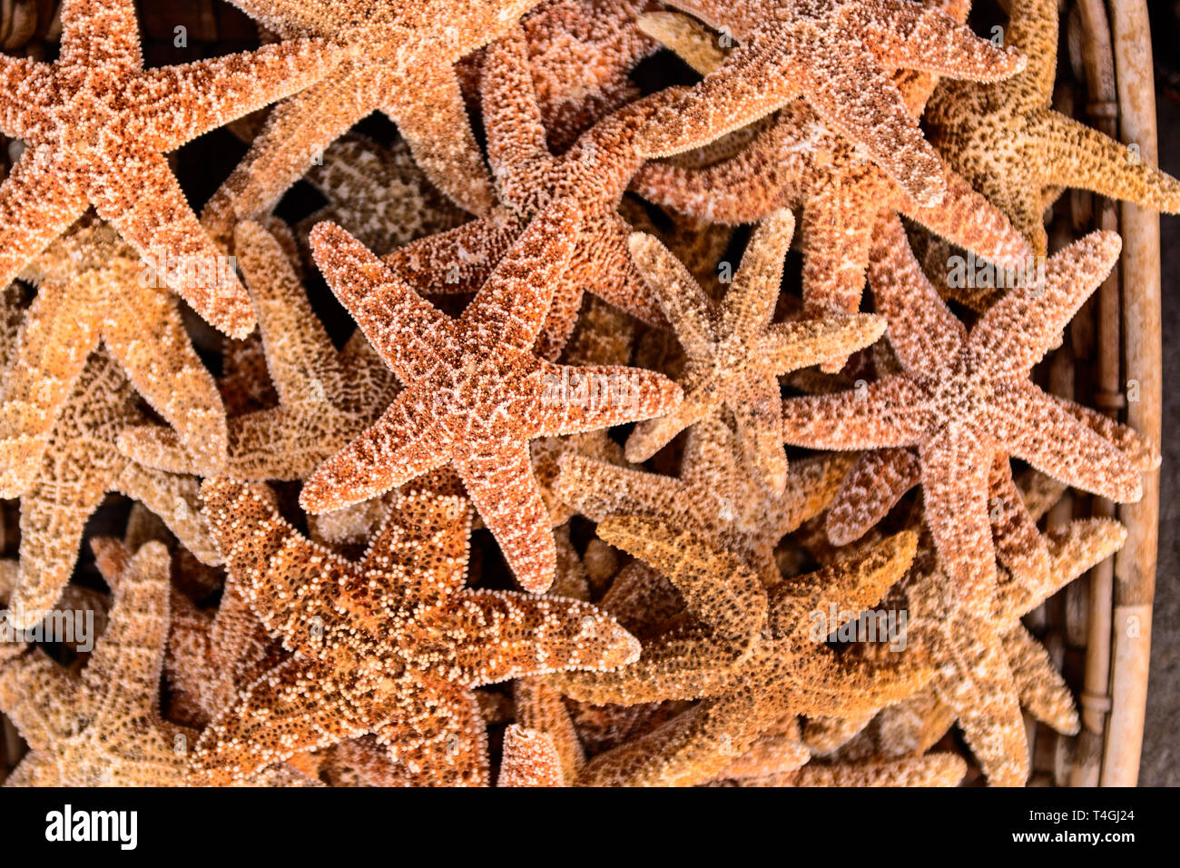 Basket of starfish Stock Photo - Alamy