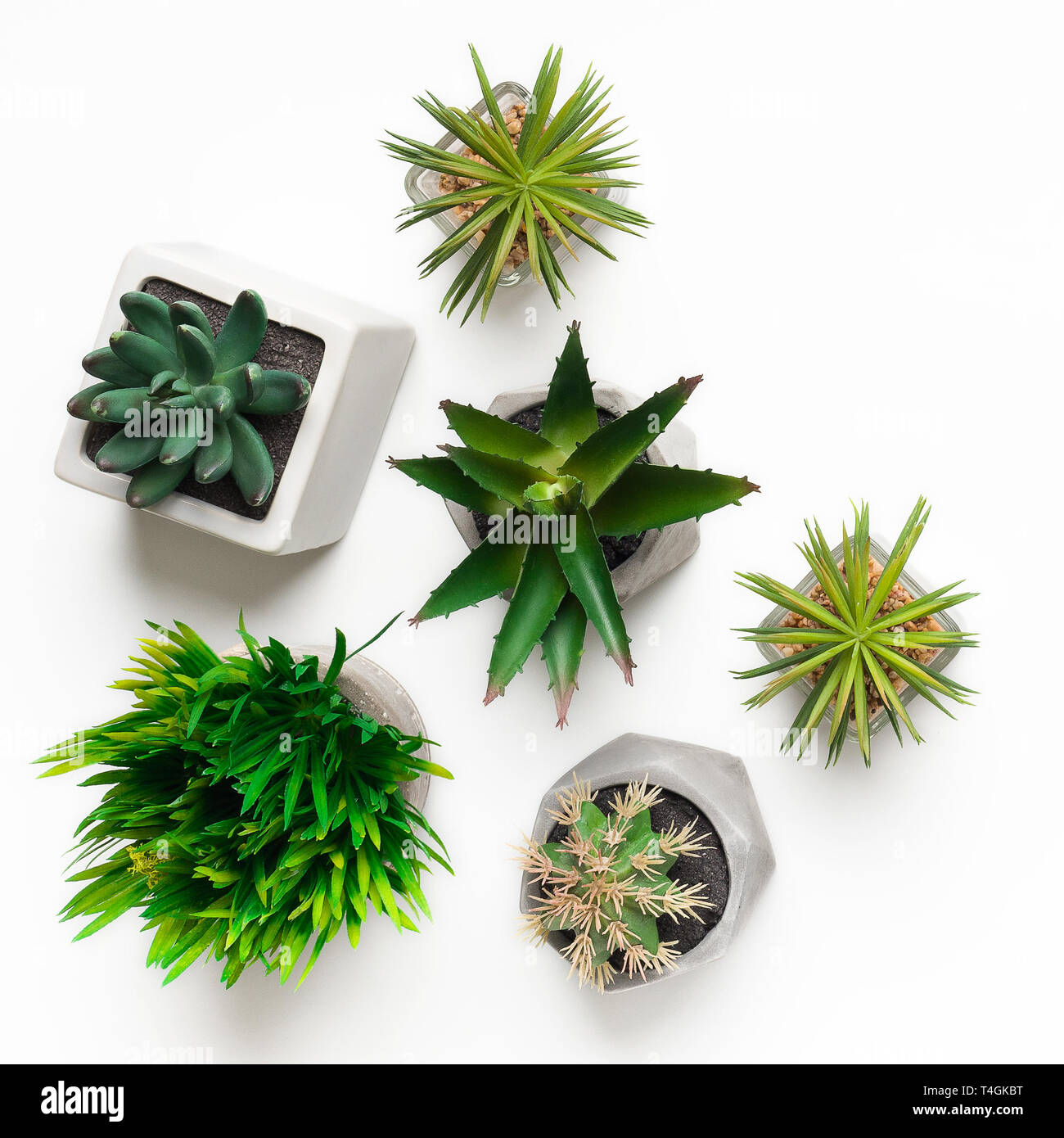 Mini artificial succulent plants in pots isolated on white Stock Photo